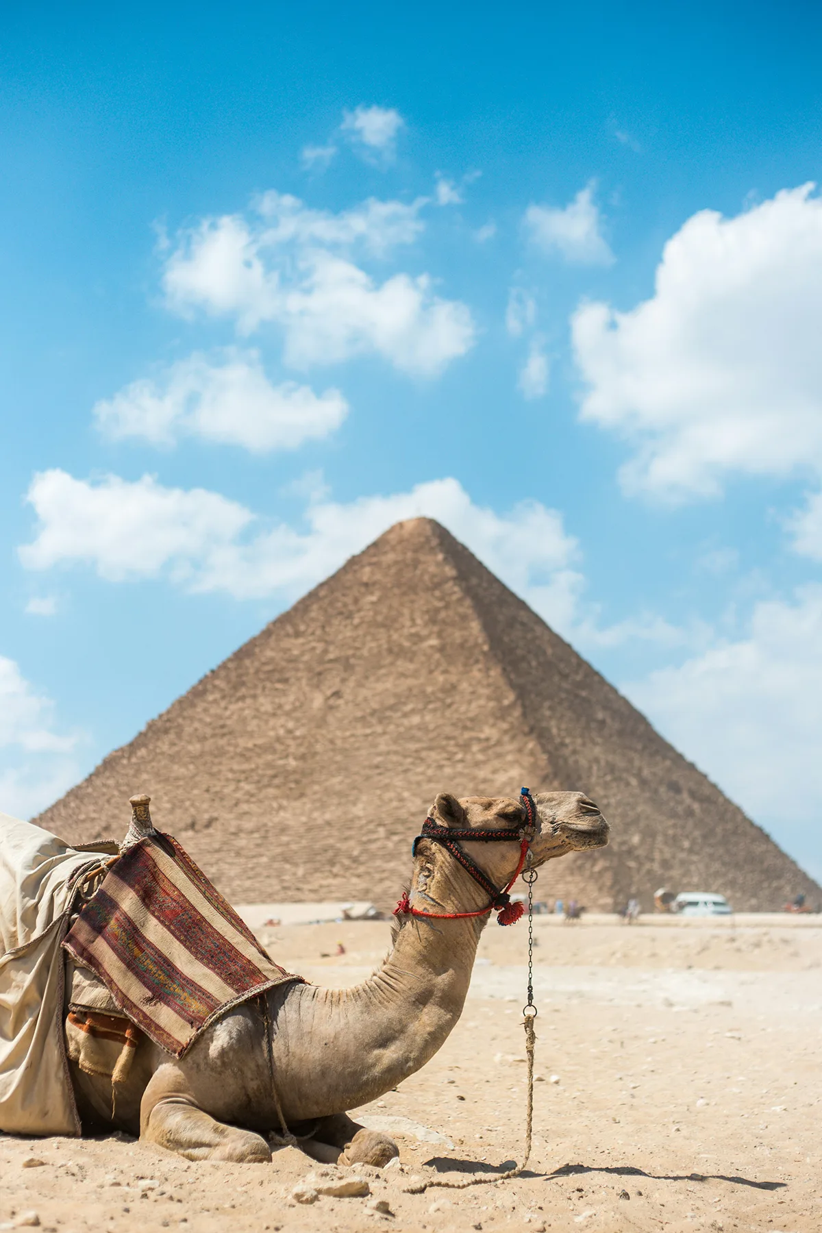 Camello frente a la pirámide de Guiza durante una luna de miel a medida en Egipto