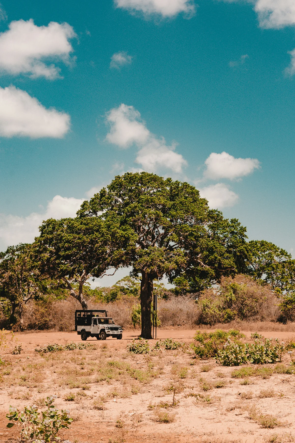 Vehículo de safari bajo un árbol en la sabana de Tanzania durante una luna de miel a medida